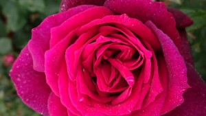 ROYAL PARFUMA (hybrid tea)
